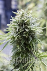 OG Kush Auto - DINAFEM
