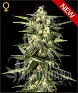 Jack Herer Auto - GREEN HOUSE SEEDS