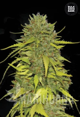 BULK SEED BANK - AK