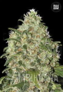 Amnesia Platinum - BULK SEED BANK