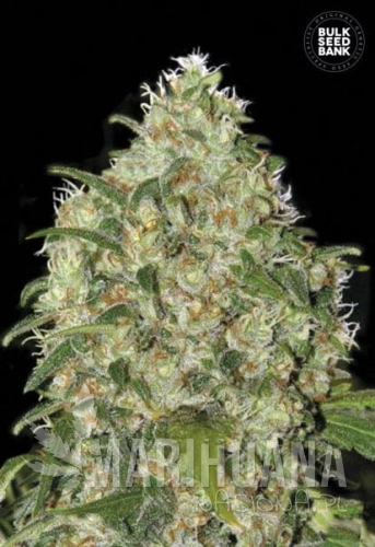 BULK SEED BANK - Amnesia Platinum