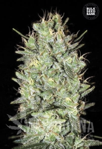 Amnesia Haze - BULK SEED BANK