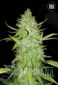 Auto AK - BULK SEED BANK
