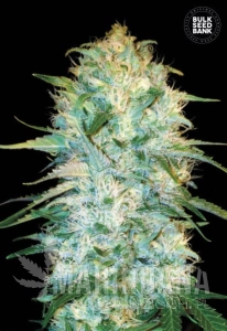 Auto Amnesia Platinum - BULK SEED BANK
