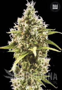 Auto Amnesia Haze - BULK SEED BANK