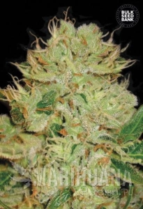 Auto Bigger Bud - BULK SEED BANK