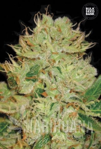 BULK SEED BANK - Auto Bigger Bud