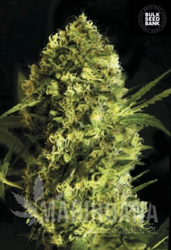 BULK SEED BANK - Auto Devil's Kiss