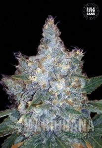 Auto Blueberry Berry - BULK SEED BANK