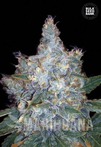 BULK SEED BANK - Auto Blueberry Berry