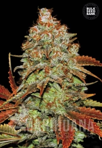Auto Bubblegum Extra - BULK SEED BANK