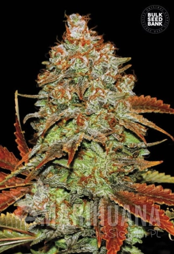 BULK SEED BANK - Auto Bubblegum Extra