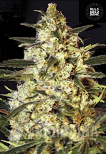Auto Caramel King - BULK SEED BANK
