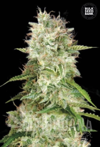 BULK SEED BANK - Auto Cheese
