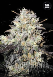 Auto Cocopopo - BULK SEED BANK