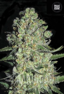 Auto Chronical - BULK SEED BANK