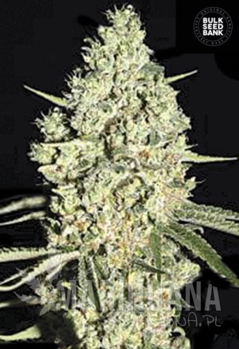 BULK SEED BANK - Auto Critical