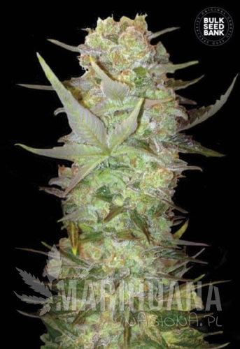 BULK SEED BANK - Auto Dubai Poison