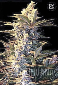 Auto East Ryder - BULK SEED BANK