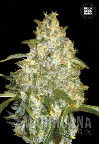 BULK SEED BANK - Auto Good Wild Shark