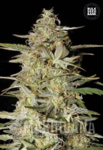 Auto Hindu Kush - BULK SEED BANK
