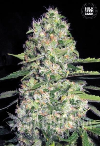 Auto Jack Hair - BULK SEED BANK