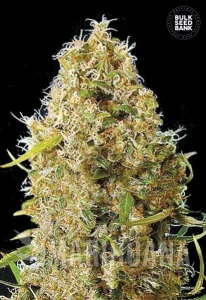 Auto Kali's Mistery - BULK SEED BANK