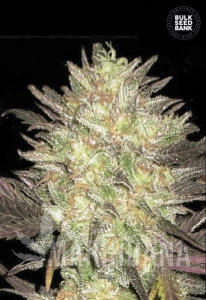 Auto Lavender Best - BULK SEED BANK