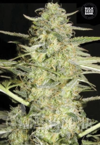 Auto Loveryder - BULK SEED BANK