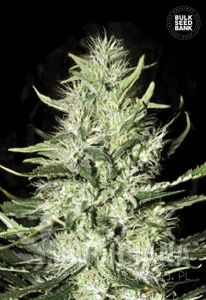 Auto Mazar Extra - BULK SEED BANK