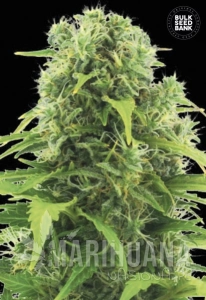 Auto Northern Light - BULK SEED BANK