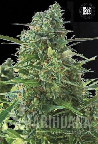 BULK SEED BANK - Auto NBA Diesel