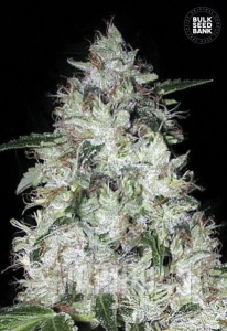 Auto OG Kush - BULK SEED BANK