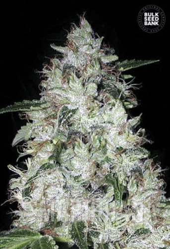 BULK SEED BANK - Auto OG Kush