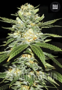 Auto Perfect Power Plant - BULK SEED BANK