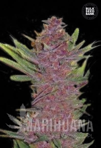 Auto Purple Glam Kush - BULK SEED BANK