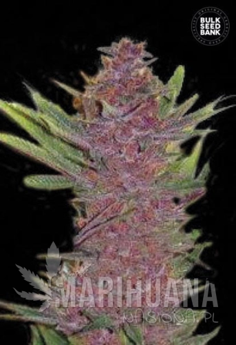 BULK SEED BANK - Auto Purple Glam Kush