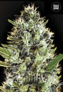 Auto Sunmango - BULK SEED BANK