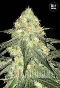 Auto Sour Diesel - BULK SEED BANK
