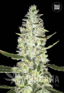 Auto Special Skunk - BULK SEED BANK