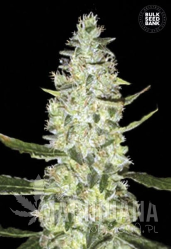 BULK SEED BANK - Auto Special Skunk