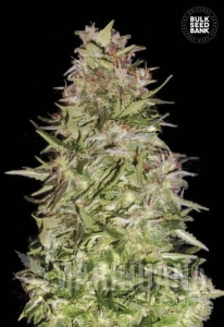 Auto White Prussian - BULK SEED BANK