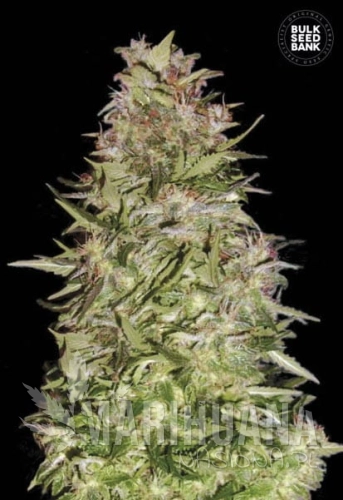 BULK SEED BANK - Auto White Prussian