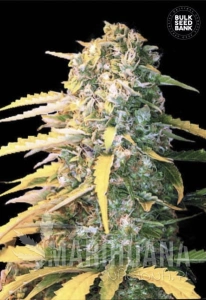 Auto White Widow - BULK SEED BANK