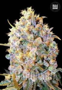 Bigger Bud - BULK SEED BANK