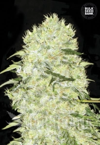 Bubblegum Extra - BULK SEED BANK