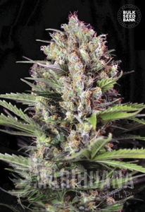 Caramel King - BULK SEED BANK