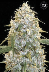Cocopopo - BULK SEED BANK