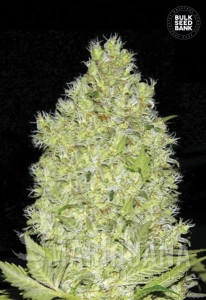 Chronical - BULK SEED BANK