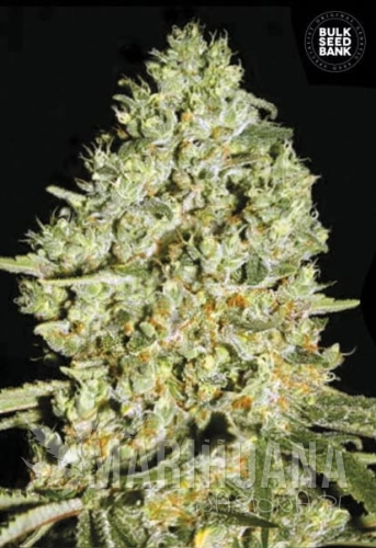 BULK SEED BANK - Critical
